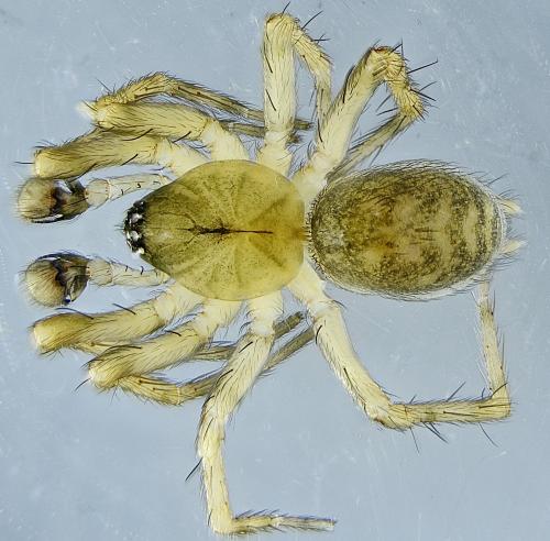 Cryphoeca silvicola